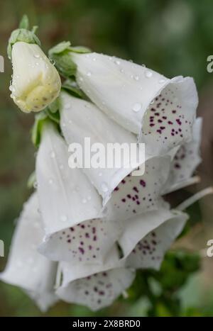 Der Fuchshandschuh ist eine wunderschöne Blume, die in Farben wie Rosa, Gelb, Lila und weiß blüht. Es ist eine beliebte Pflanze in der Natur, in Gärten und Parks. Stockfoto