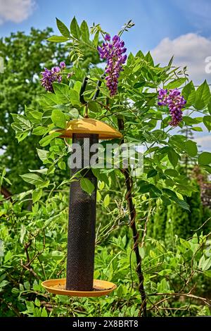 Nahaufnahme einer wunderschönen rosafarbenen Wisteria-Pflanze, Rebe, mit Blüten. Auf einem Vogelfutter. Stockfoto