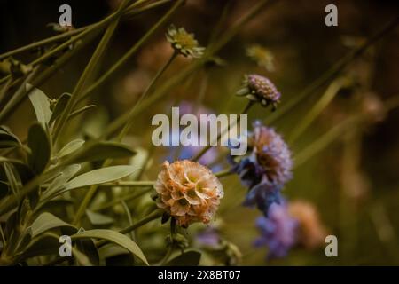 Lilafarbene Blüten im Frühlingsgarten. Frühling, Sommer blühende Pflanzen auf einer Wiese. Ländliche Landschaft. Formelle Gartengestaltung. Stockfoto