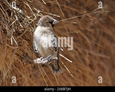 Geselliges Weaver-Befestigungsnest Stockfoto