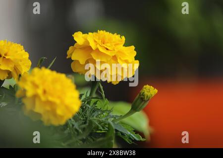 Gelbe Blumen im Garten Stockfoto