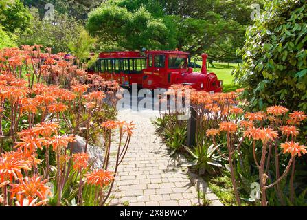 Aloe maculata Seife Aloe oder Zebra Aloe blühende Blumen mit einem geparkten roten Touristenzug Spring Santander Spanien Stockfoto