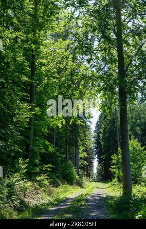 Schotterstraße im Wienerwald in St. Corona mit Buchen und Fichten Stockfoto