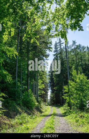 Schotterstraße im Wienerwald in St. Corona mit Buchen und Fichten Stockfoto