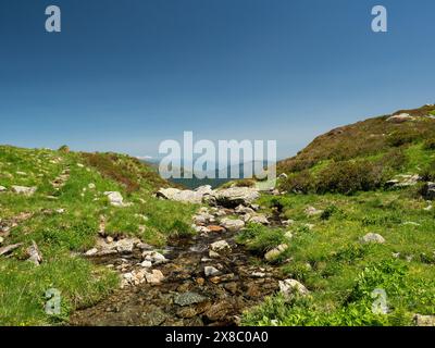 Ein Wasserstrom fließt durch ein felsiges Gebiet mit Gras und Blumen. Das Wasser ist klar und das Gras ist üppig und grün. Stockfoto