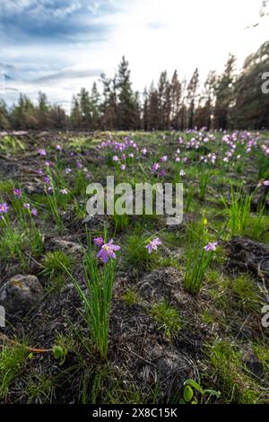 Douglas Grasswidow (Olsynium douglasii) im Turnbull National Wildlife Refuge, WA Stockfoto