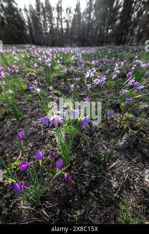 Douglas Grasswidow (Olsynium douglasii) im Turnbull National Wildlife Refuge, WA Stockfoto