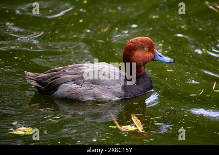 Drake Rothaarige (Aythya americana), Tauchente Stockfoto