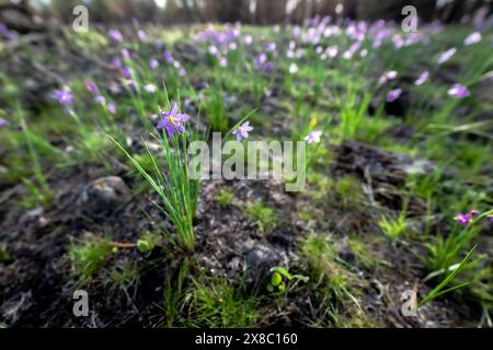 Douglas Grasswidow (Olsynium douglasii) im Turnbull National Wildlife Refuge, WA Stockfoto