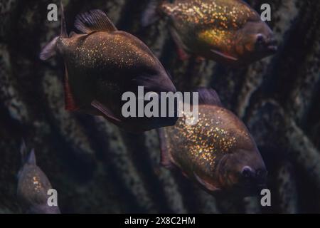 Eine Schar Piranhas. Rotbauch-Piranha. Fleischfressender Fisch ist gefährlich. Nahaufnahmen, selektiver Fokus. Lebensbedrohlich Stockfoto