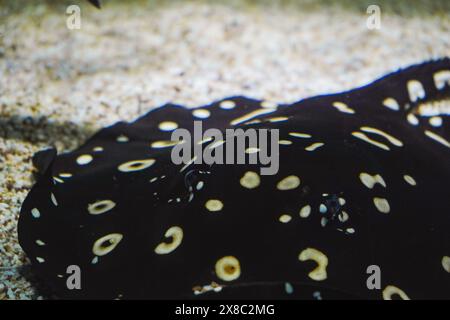 Der Stachelrochen schwimmt unter Wasser. Der Stachelrochen ist ein flacher Seefisch. Ein elektrischer Stachelrochen schwimmt zwischen Algen in flachem Wasser in einer exotischen Ozeanszene. Verdammt Stockfoto