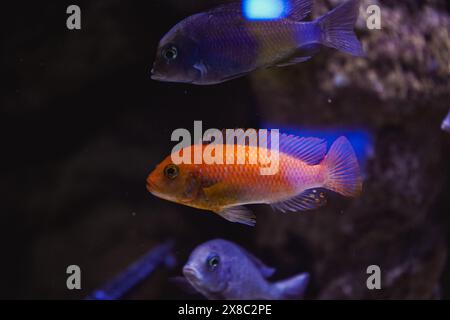 Diskus, farbenfrohe Cichlids im Aquarium, Süßwasserfische, die im Amazonasbecken leben. Bunte, leuchtende Fische im Aquarium. Eine Vielzahl von Marinefunktionen Stockfoto