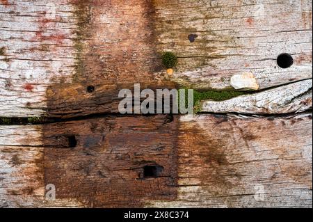 Holzstruktur mit Vegetation in den Rissen, verrottet durch Wetter und Zeit, wurde für den Bau von Eisenbahnen verwendet Stockfoto