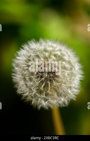 Löwenzahn-„Uhr“-Samenkopf Nahaufnahme (ziemlich silbrig weiß weich, zart, kugelförmige Kugel aus Samen, Bokeh-Effekt) - Yorkshire, England, Großbritannien. Stockfoto