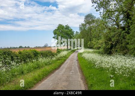 Country Lane gesäumt von Cow Parsley, Cherry Willingham, Lincoln, Lincolnshire, England, UK Stockfoto