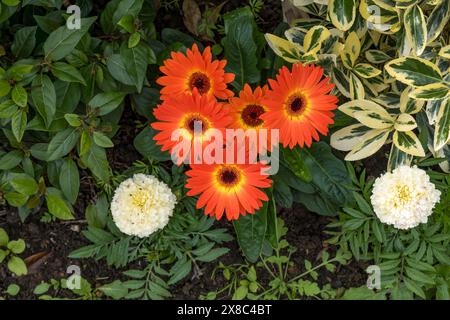 Orange Ringelblumen, Cherry Willingham, Lincoln, Lincolnshire, England, UK Stockfoto