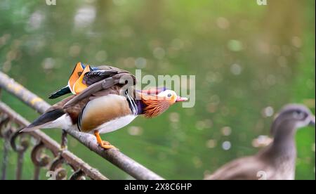 Eine schöne männliche Mandarinenente steht auf einem Zaun in der Nähe des Sees. Nahaufnahme. Natur und Wildvögel Stockfoto
