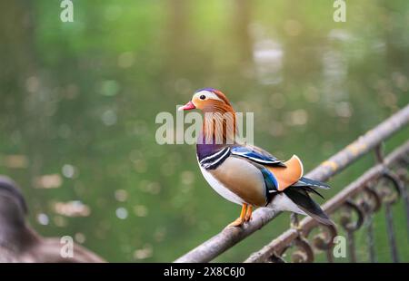 Eine schöne männliche Mandarinenente steht auf einem Zaun in der Nähe des Sees. Nahaufnahme. Natur und Wildvögel Stockfoto