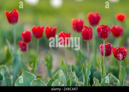 Schöne rote Tulpen auf einem blühenden Feld im Frühling. Selektiver Fokus Stockfoto