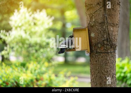 Eine Taube sitzt an einem Frühlingstag auf einem Baum in einem Park in einem Futterhäuschen. Tierwelt und Vogelkonzept. Nahaufnahme Stockfoto