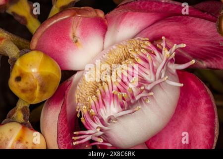 Sri Lanka, Tangalla, Cannonball-Baumblume, Couroupita guianensis Stockfoto