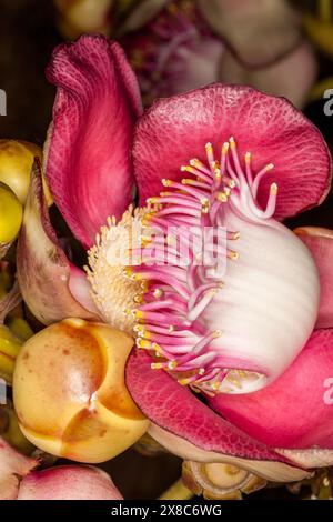 Sri Lanka, Tangalla, Cannonball-Baumblume, Couroupita guianensis Stockfoto