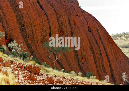 Nahaufnahme eines Abschnitts von Kata Tjuṯa, Wanderweg Tal der Winde, im Nationalpark Uluru-Kata Tjuṯa, Northern Territory, Stockfoto