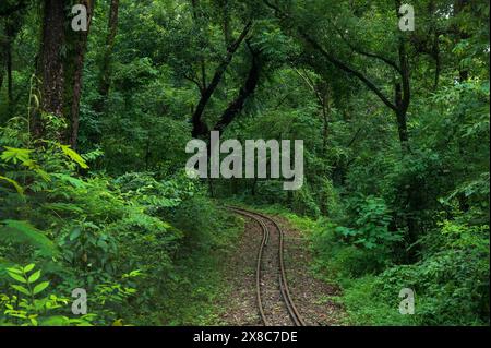 Spielzeugbahn, Schmalspurbahn, die durch den Dschungel des Himalaya führt. Darjeeling Himalayan Railway, Schmalspurbahn. Stockfoto