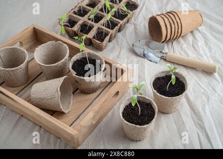 Wiederanpflanzung von Tomatensämlingen in Papptöpfen im Frühjahr Stockfoto