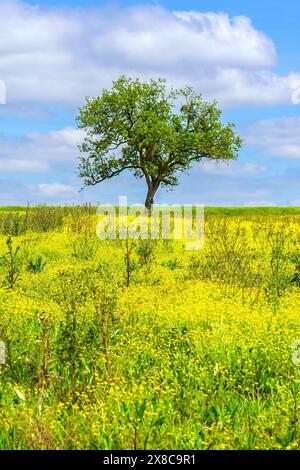 Walnussbaum (Juglans regia) auf brachem Ackerland mit Butterblumen (Ranunculus) - Sud-Touraine, Zentralfrankreich. Stockfoto