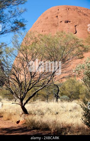 Blick auf einen Abschnitt von Kata Tjuṯa, in der Nähe des Anfangstals des Windes im Uluru-Kata Tjuṯa Nationalpark, Northern Territory, Stockfoto