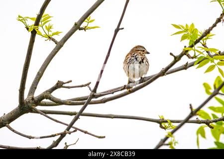 Lied Spatrow auf der Niederlassung im Frühling in Nord-Ohio Stockfoto