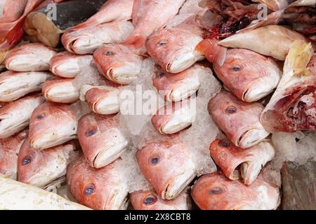 Rotschnappfisch zum Verkauf auf Eis an einem Fischstand, zum Essen; San Juan Market, Mexico City, Mexiko. Mexiko-Stadt Markt. Stockfoto