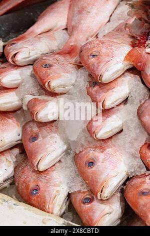 Rotschnappfisch zum Verkauf auf Eis an einem Fischstand, zum Essen; San Juan Market, Mexico City, Mexiko. Mexiko-Stadt Markt. Stockfoto