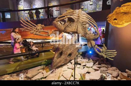 Familie mit kleinen Kindern, die sich ein Dinosaurierfossil und Knochen ansehen, Desert Museum (Dinosauriermuseum), Saltillo, Mexiko. Stockfoto