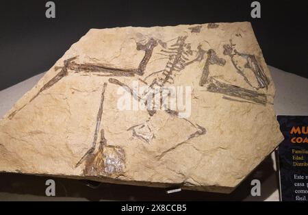 Pterosaurier Fossil, ein fliegende Dinosaurierskelett; bekannt als Muzquizopteryx coahuilensis, ausgestorbenes Reptil, Spätkreidezeit, 90 Millionen Jahre alt. Stockfoto