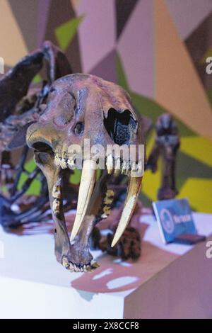 Schädel und Zähne eines Säbelzahntiers, Smilodon Fatalis, aus dem Pleistozän vor 2,5 Millionen bis 10.000 Jahren. Museum of the Desert, Mexiko Stockfoto