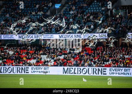 Melbourne, Victoria, Australien. Mai 2024. MELBOURNE, AUSTRALIEN – 24. MAI: Möwen schweben während der Global Football Week am 24. Mai 2024 im Marvel Stadium in Melbourne, Australien, während Arsenal Women FC A-League All Stars Women spielt (Foto: © Chris Putnam/ZUMA Press Wire) NUR REDAKTIONELLE VERWENDUNG! Nicht für kommerzielle ZWECKE! Quelle: ZUMA Press, Inc./Alamy Live News Stockfoto