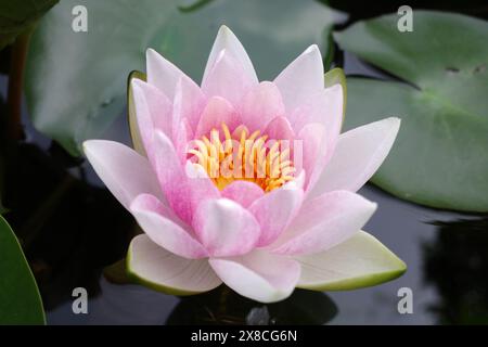 Eine hübsche blassrosa Seerosenblume mit gelbem Herzen. Stockfoto