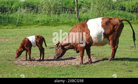 Zwei rot-weiß gefärbte Kühe mit Gürtel, eine Mutter und ihr Kalb. Die Rasse ist eine niederländische Rasse, die Lakenvelder genannt wird. Stockfoto