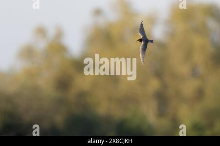 Schwarze Seeschwalbe, Chlidonias niger im Flug Stockfoto