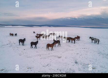 Blick aus der Vogelperspektive auf Herdenpferde, die auf dem Schneefeld vor dem bedeckten Himmel spazieren. Wunderschöne ländliche Landschaft. Stockfoto