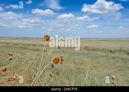 Trockene russische Mariendistel, die im Wind über der offenen Prärie im Pawnee National Grasland weht Stockfoto