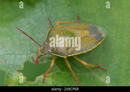 Detaillierte Nahaufnahme des europäischen Ginsterschildes, Piezodorus lituratus auf einem grünen Blatt Stockfoto