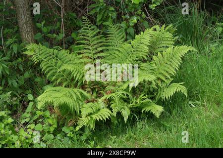 Detaillierte Nahaufnahme eines frisch aufgetauchten Blattes der Lady Farn, Athyrium filix-femina im wald Stockfoto