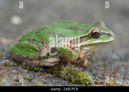 Detaillierte Nahaufnahme eines grünen Pazifikbaums oder Chorfrosches, Pseudacris regilla aus Oregon, USA Stockfoto