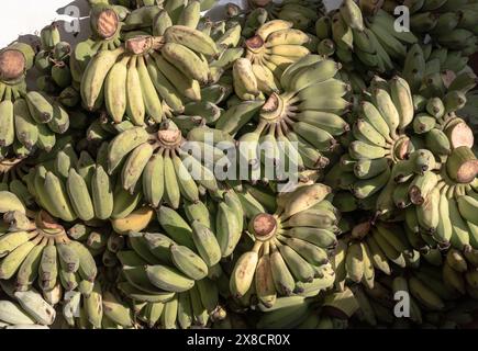 Pisang Awak oder kultivierte Banane für die Anbetung im Thai Tempel. Gruppe roher und reifer Ducasse-Bananen (Nam Wah Banana). Frische Bananenstapel, Draufsicht, Stockfoto