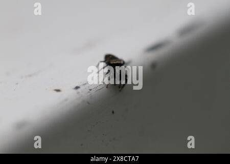 Springspinne auf grüner Pflanze im Garten Stockfoto