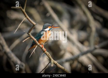 Gewöhnlicher eisvogel in sundarbans. Dieses Foto wurde aus dem Mangrovenwald von sundarbans in bangladesch gemacht. Stockfoto