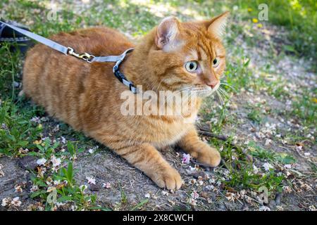 Häusliche süße Ingwerkatze an der Leine, die draußen auf dem Boden sitzt Stockfoto